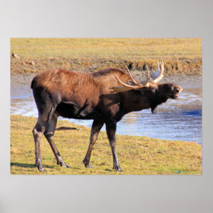 Póster Moose dice "Queso"