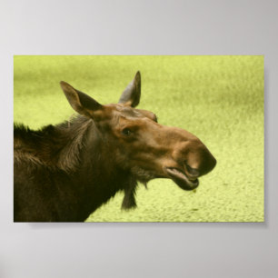 Póster Moose Did Someone Say Cake