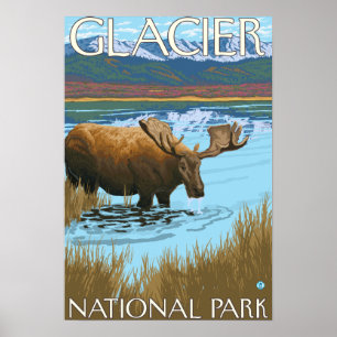 Póster Moose Drinking at Lake - Glacier National Park,