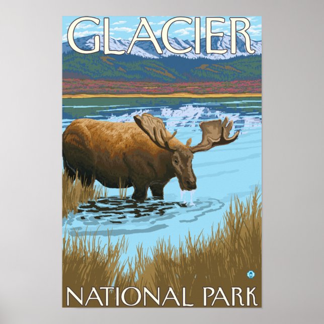 Póster Moose Drinking at Lake - Glacier National Park, (Frente)