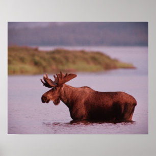 Póster Moose en el lago