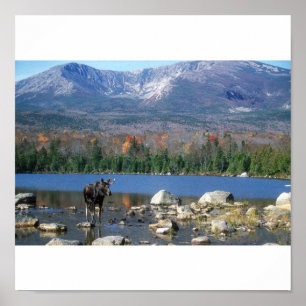 Póster Moose en Sandy Stream Pond