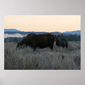 Póster Moose Grazing al amanecer en Grand Teton