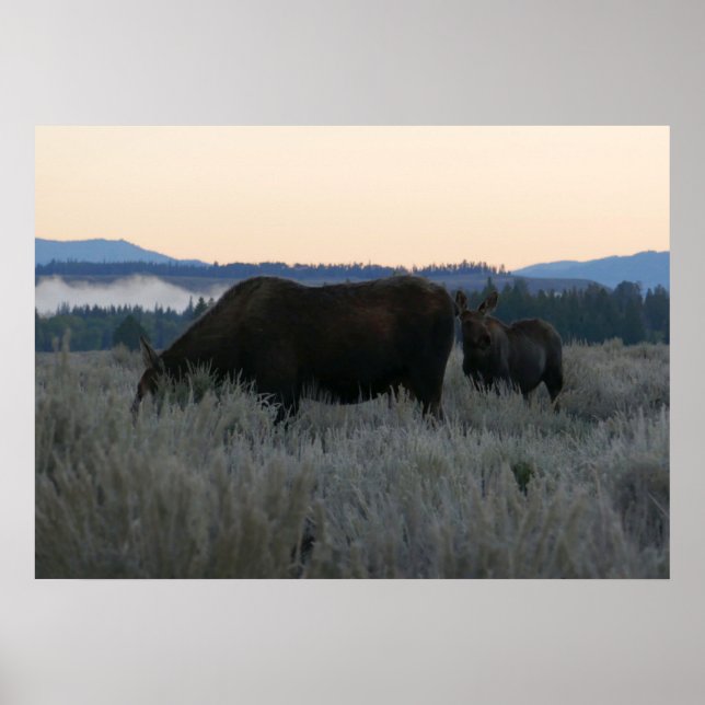 Póster Moose Grazing al amanecer en Grand Teton (Frente)