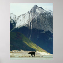 Moose on Medicine Lake