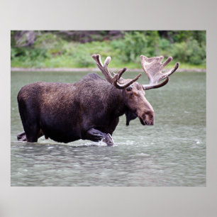 Póster Moose on the Mission