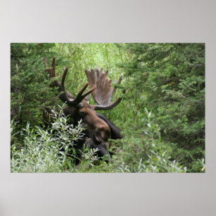 Póster moose poster