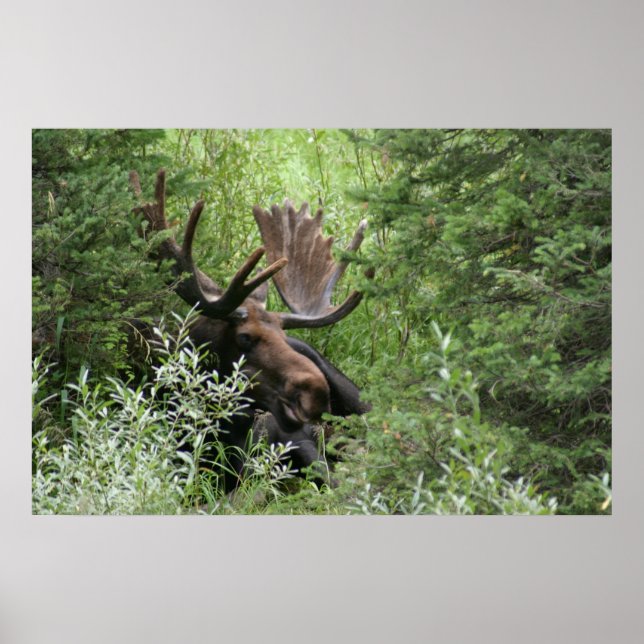 Póster moose poster (Frente)