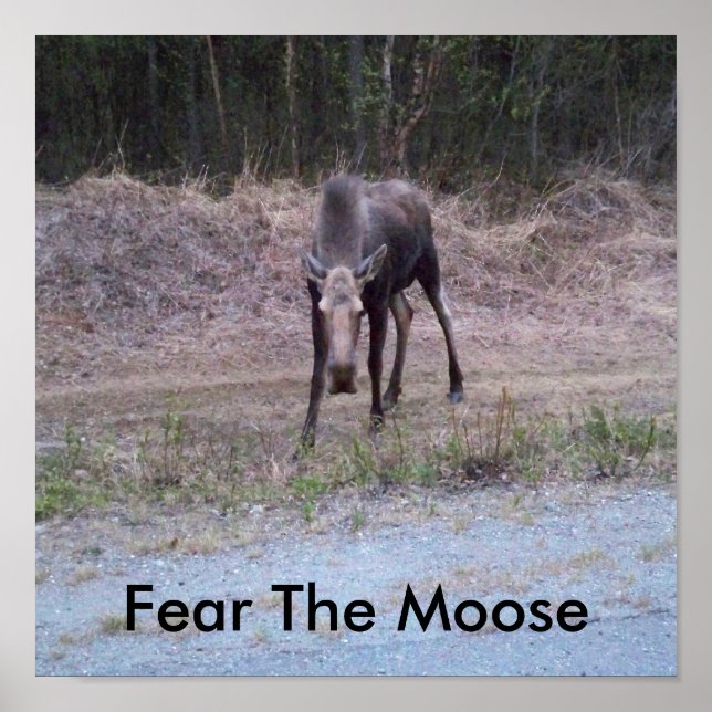 Póster Moose Poster (Frente)