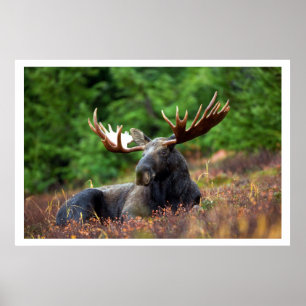 Póster Moose Resting in Grass