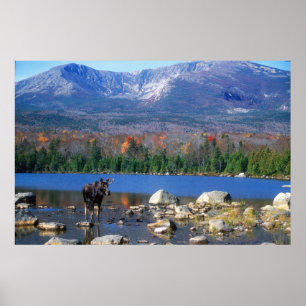 Póster Moose y el Monte Katahdin