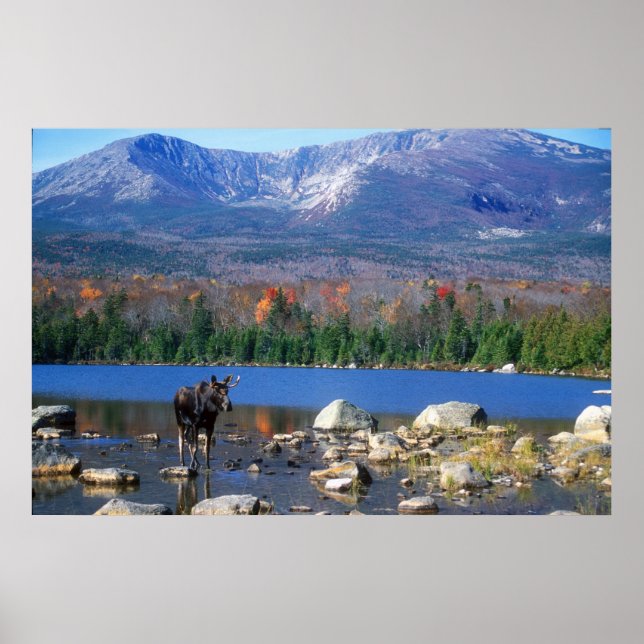 Póster Moose y el Monte Katahdin (Frente)
