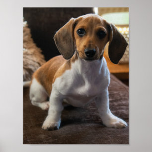 Póster Mopa dachshund