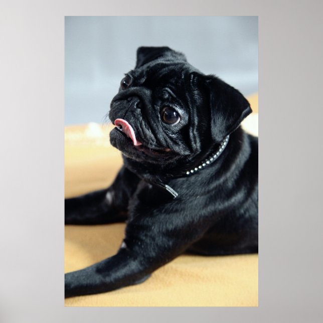 Póster Mops (Frente)