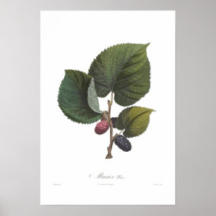 Póster Mora negra