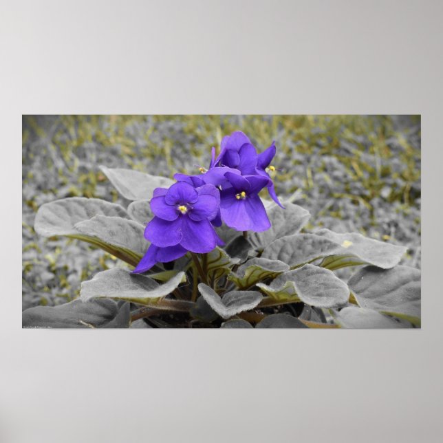 Póster Morado, (Frente)