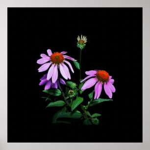 Póster Morado Coneflower On Black