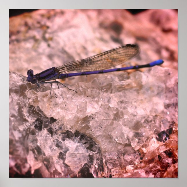 Póster Morado Damselfly sobre la roca de Quartz (Frente)