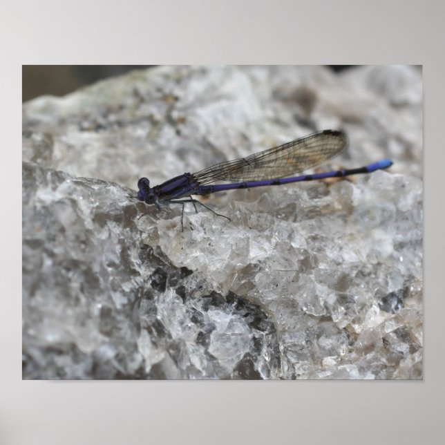 Póster Morado de Damselfly sobre el insecto de rock de Qu (Frente)