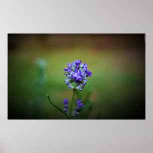 Póster Morado helado,