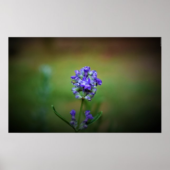 Póster Morado helado, (Frente)