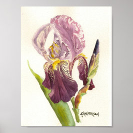 Póster Morado Iris acuarela