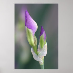 Póster Morado Iris Bud [L]