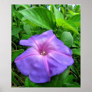 Póster Morado morado morado Poster de flores de gloria