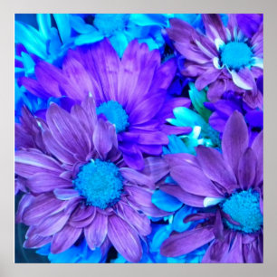 Póster Morado N Turquoise Daisies