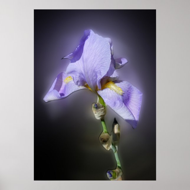 Póster morado resplandeciente (Frente)