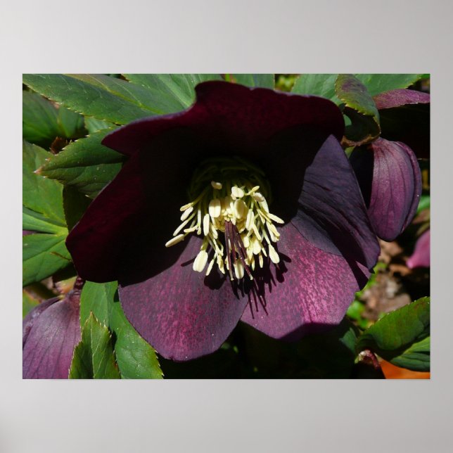 Póster Morado Rosa de Cuaresma, flor de Pascua (Frente)