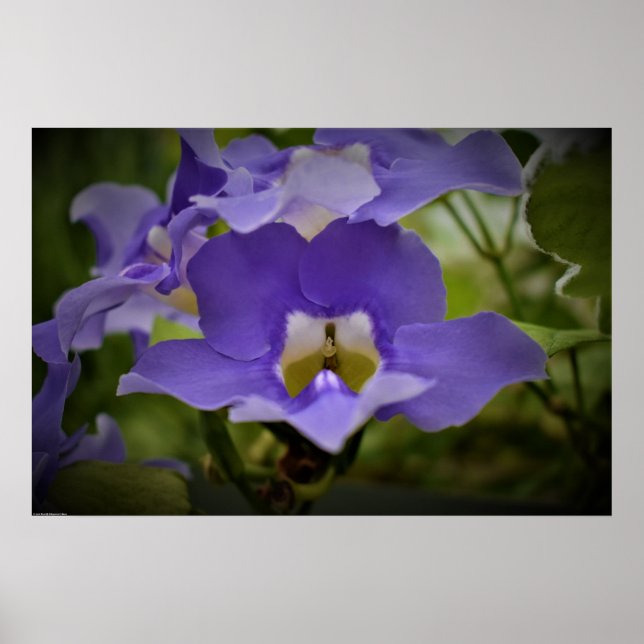 Póster Morado y verde, (Frente)