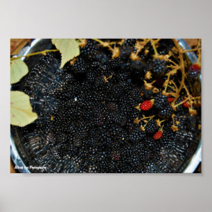 Póster Moras en Colador