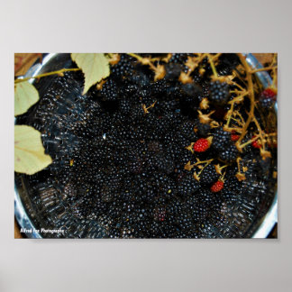 Póster Moras en Colador