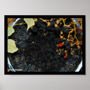 Póster Moras en Colador