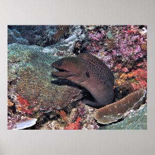 Póster Moray Emergiendo