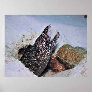 Póster Moray visto en Cozumel