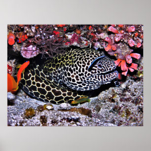 Póster Moray y amigos