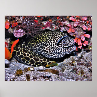 Póster Moray y amigos