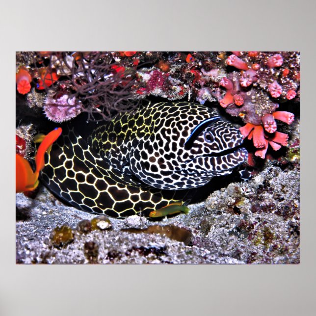 Póster Moray y amigos (Frente)