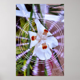 Póster moreia branca