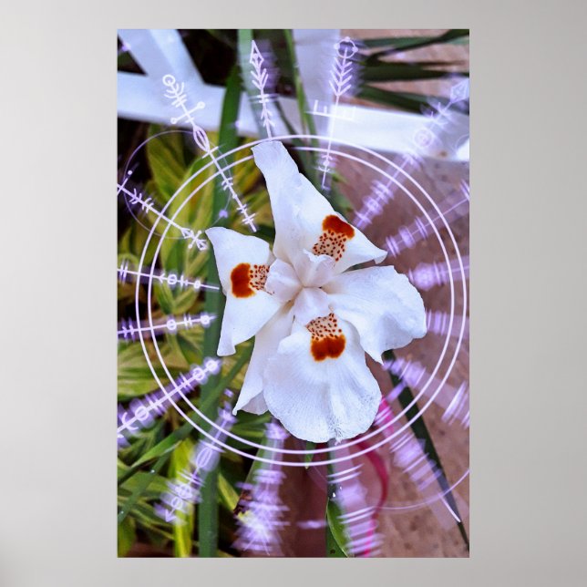 Póster moreia branca (Frente)