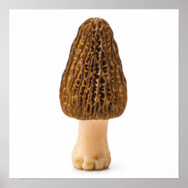 Póster Morel Mushroom