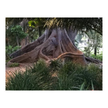 Moreton Bay Fig Tree