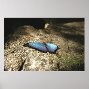 Póster Morfo Azul, Parques de Niagara, Canadá