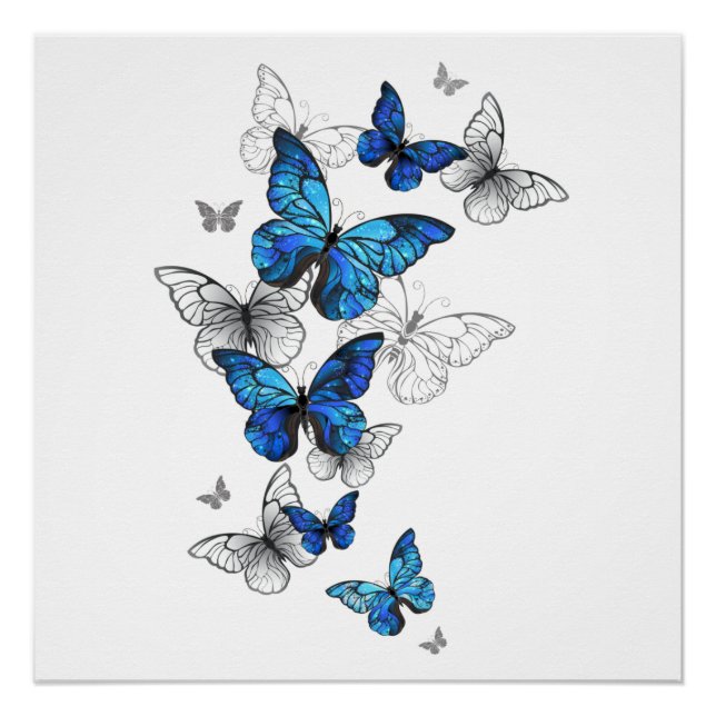 Póster Morfo de las mariposas voladoras azules (Anverso)