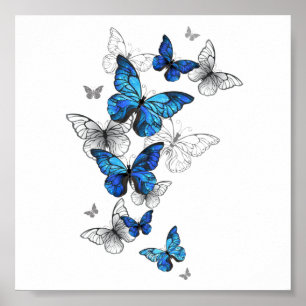 Póster Morfo de las mariposas voladoras azules