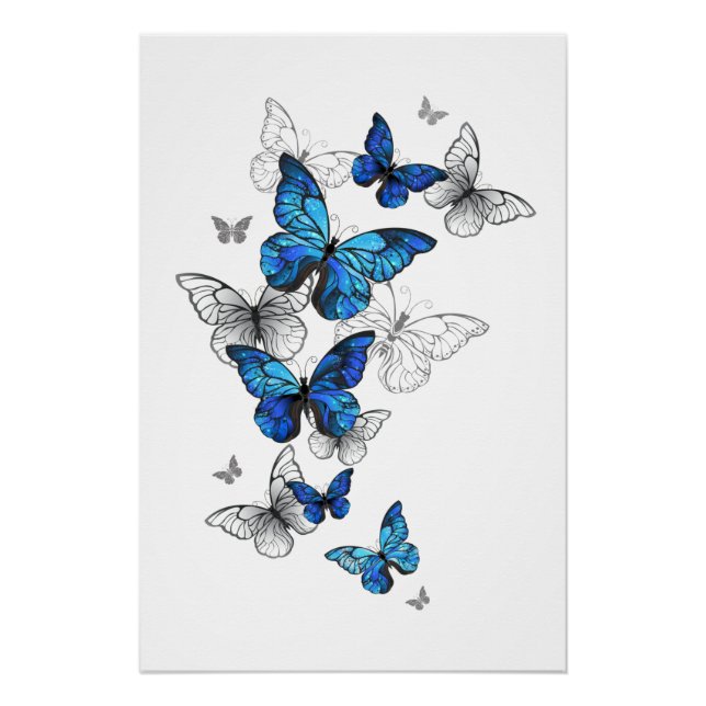 Póster Morfo de las mariposas voladoras azules (Anverso)