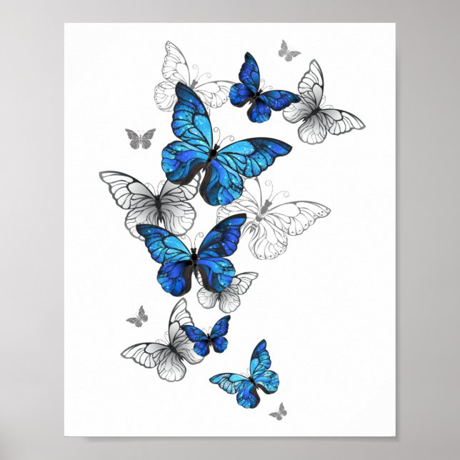 Póster Morfo de las mariposas voladoras azules (Frente)