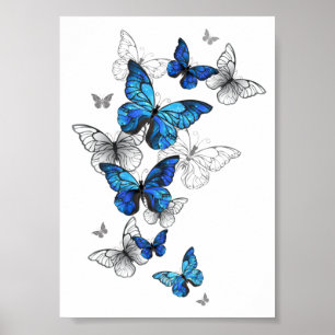 Póster Morfo de las mariposas voladoras azules